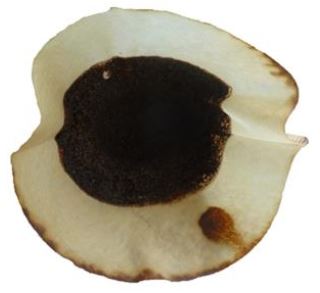 Marc de café